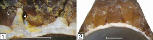 Anomalosaepia cross sections