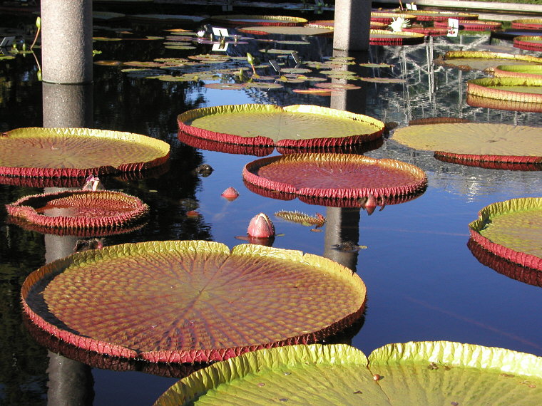 Victoria amazonica and flower buds