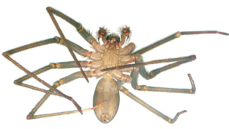 Brown Recluse (Loxosceles reclusa)