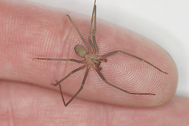 Brown Recluse (Loxosceles reclusa)