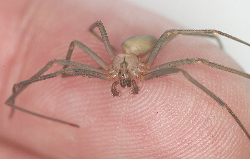 Brown Recluse (Loxosceles reclusa)