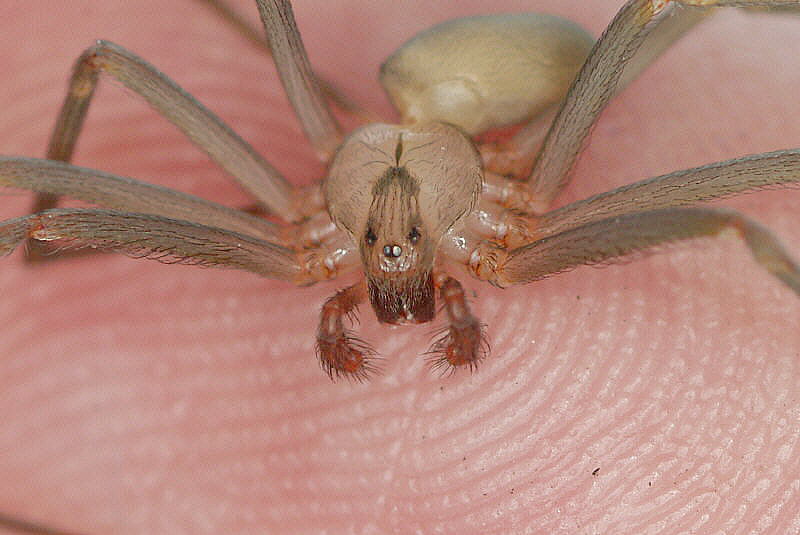 Brown Recluse (Loxosceles reclusa)