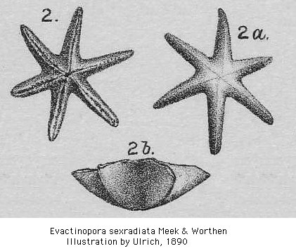 Evactinopora sexradiata