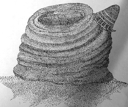 Monoplacophoran on stromatolite