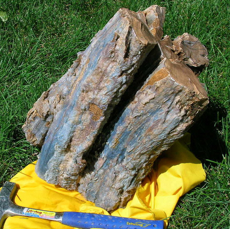 Eocene Tree stump