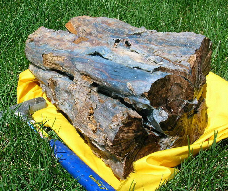 Eocene Tree stump