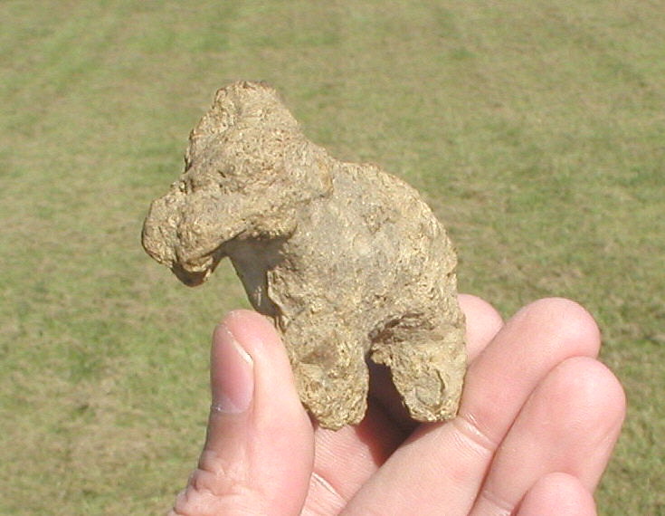 fossil horse