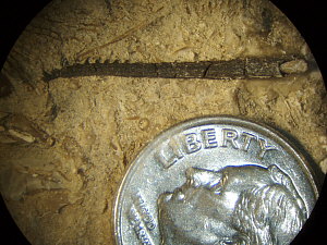 Fossil Fish spine 1