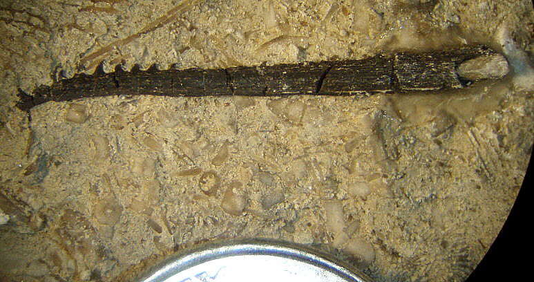 Fossil Fish spine