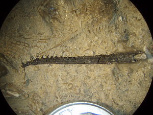 Fossil Fish spine 2