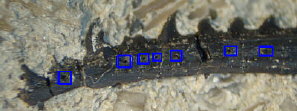 Fossil Fish spine 5
