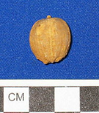 Elaeacrinus verneuili (Roemer)