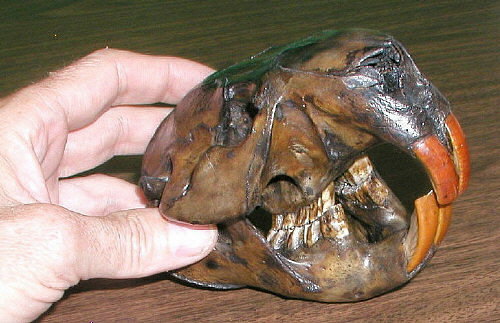 fossil beaver skull