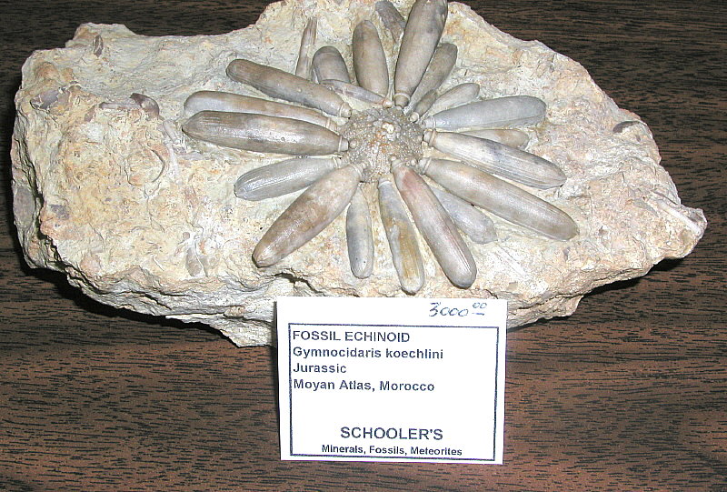 Gymnocidaris koechlini