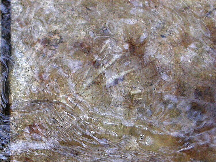 Crinoids on the stream bed
