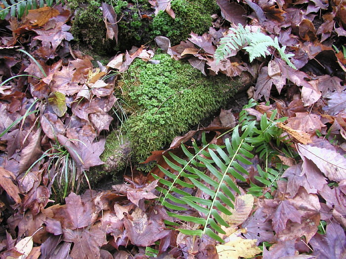 Bryophyte (moss) plant