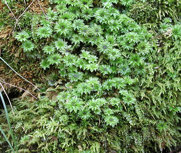 Bryophyte (moss) plant