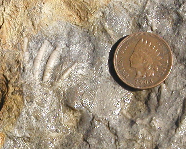 Autumn fossil hunt in Illinois