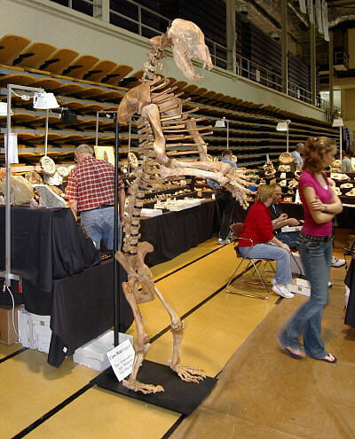 MAPS fossil show 14