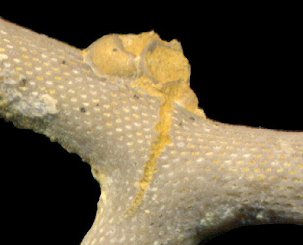 Rhombopora diaphragmata Schulga-Nesterenko, 1955