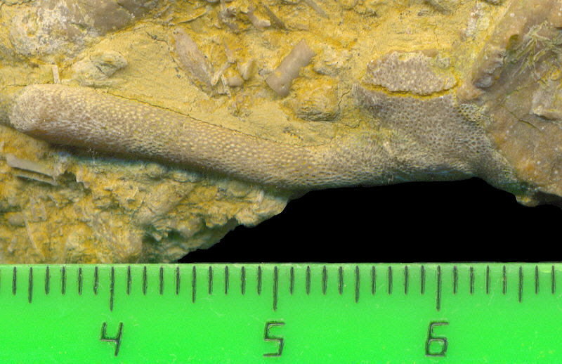 Tabulipora maculosa basal attachment