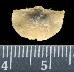Chonetinella uralica (Moeller, 1862)
