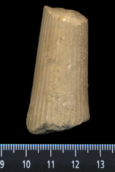Thoracoceras vestitum