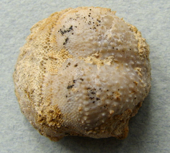 Parajuresania tastubensis (Tschernyshev)