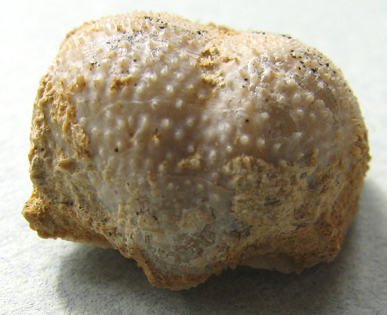 Parajuresania tastubensis (Tschernyshev)