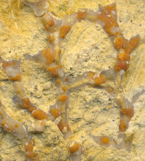 Aulopora macrostoma (Fischer)