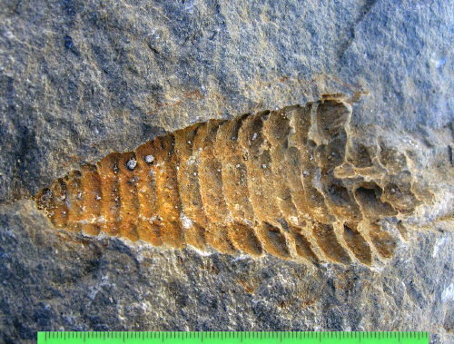 Mystery Fossil