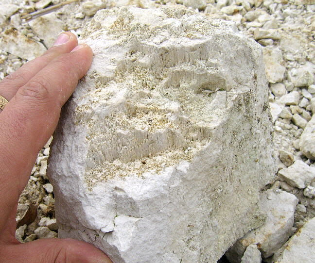 Stylolite surface on Kasimovian limestone