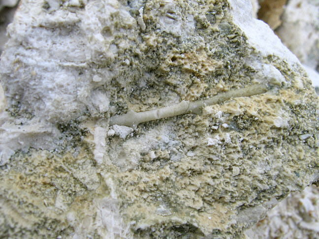 Stylolite surface with short projections on Kasimovian limestone