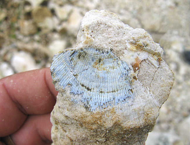 Partial silicification of a derbyiid brachiopod