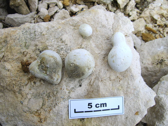 chert (silica) nodules from Kasimovian limestone