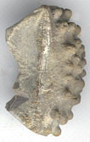 Ethelocrinus sp.