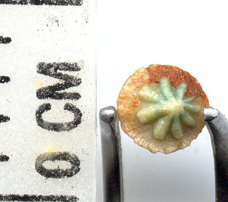 Petrodus sp.