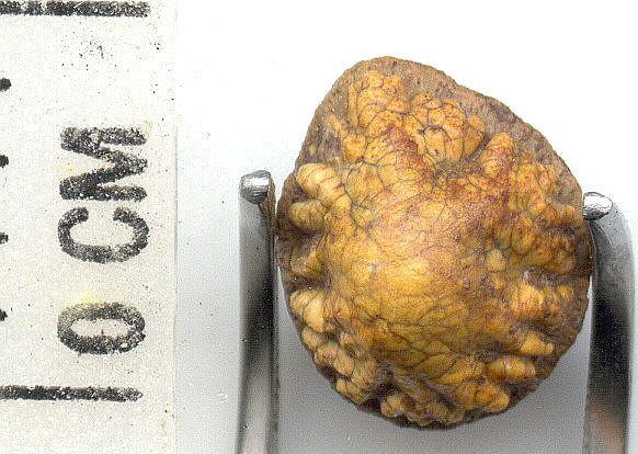 Petrodus sp.