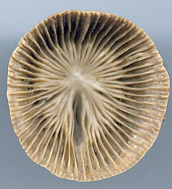 Hapsiphyllum cassedayi