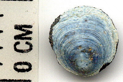 Orbiculoidea missouriensis