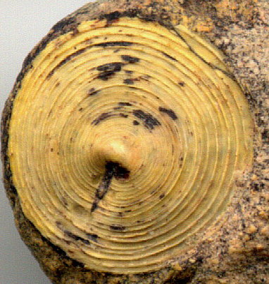 Orbiculoidea missouriensis (Shumard, 1858)