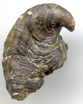 Platyceras (Orthonychia) parva Swallow