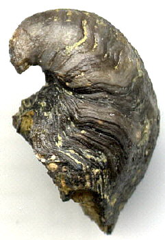 Platyceras (Orthonychia) parva Swallow