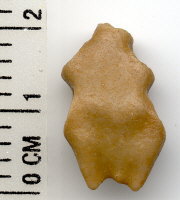 Palaeacis cuneiformis Milne-Edwards & Haime