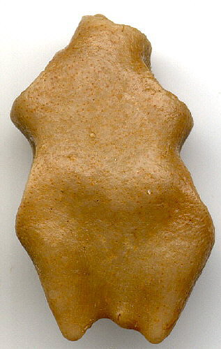Palaeacis cuneiformis Milne-Edwards & Haime
