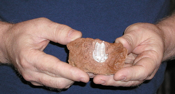 Pudoproetus sp.