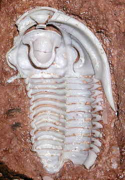 Pudoproetus