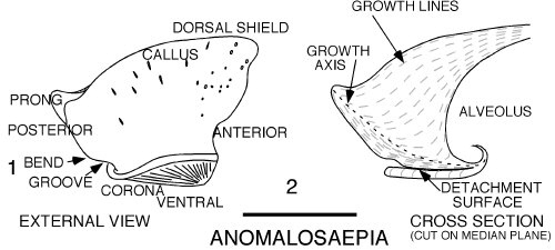 Anomalosaepia