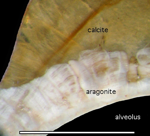 Anomalosaepia