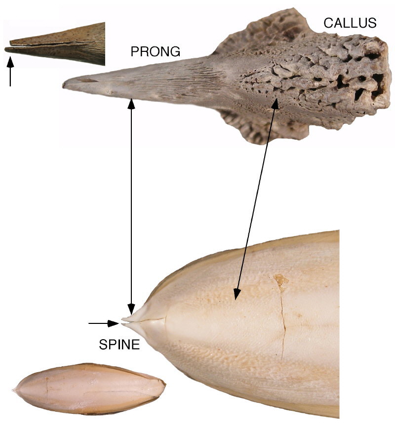 Belosaepia